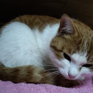 人懐っこい茶トラ♂2歳