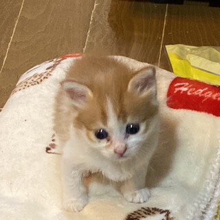 遺棄された４兄妹プリン君