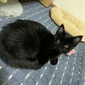 黒子猫ちゃん里親募集中