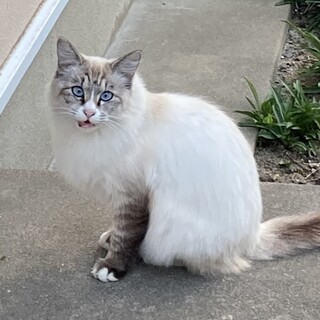 やさしいシャムｍｉｘのモフモフちゃん