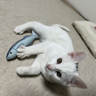 白子猫ちゃん里親募集中