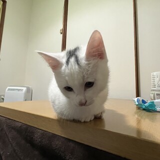 白子猫里親募集中