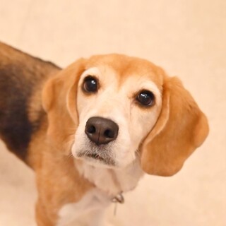 元気いっぱい！とても人懐っこいビーグルの女の子♡