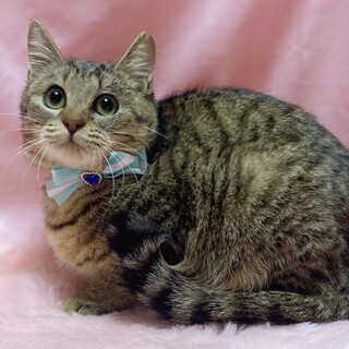 お留守番できます♪モフモフ丸顔『ロミちゃん』９ヶ月