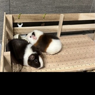 モルモットの親子　2匹一緒に引き取ってくれる方