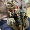 猫と静かに暮らしたい♪おっとり穏やか『おこげ』 サムネイル3