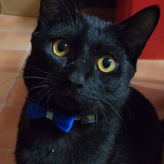 男の子のツッキーです！