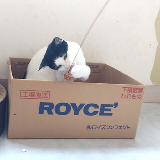 ハチワレ1歳半 元々人馴れしてました