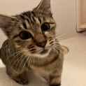 美人のキジトラ、ミントちゃん