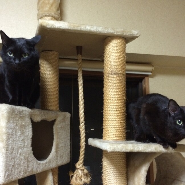 RDUSHのカバー写真