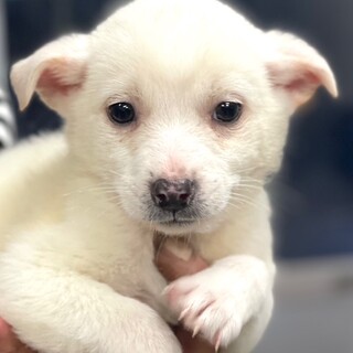 24-M271　赤ちゃんワンコ可愛い男子～♪