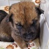 緊急！手の平サイズの小さな子犬　12月24日迄 サムネイル4