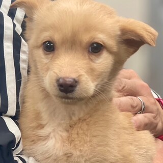 24-M277　生後１ヶ月半！！可愛すぎな男子♪