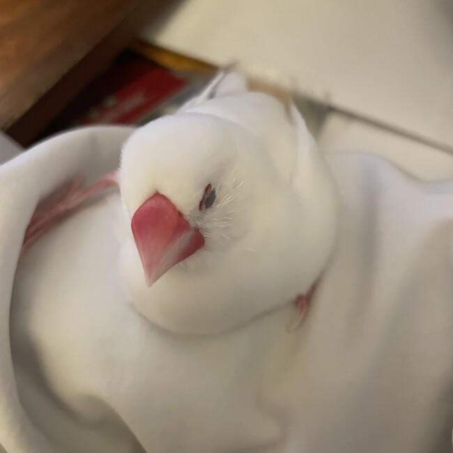 loopaのカバー写真
