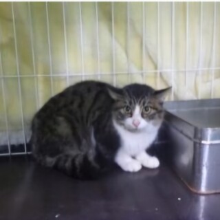 譲渡されました！ご応募ありがとうございました。