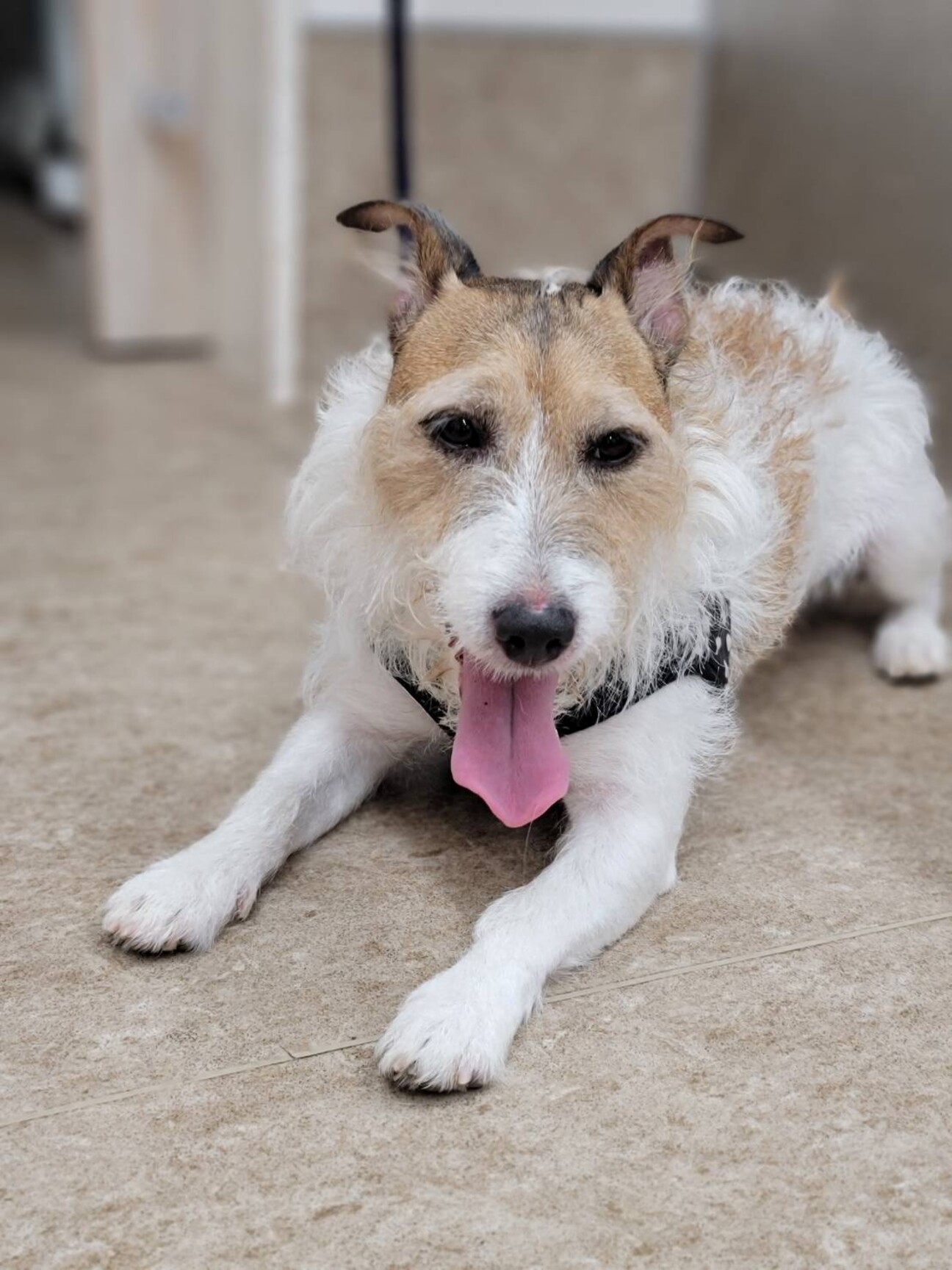 7歳の元気なジャックラッ」神奈川県 - 犬の里親募集(507910