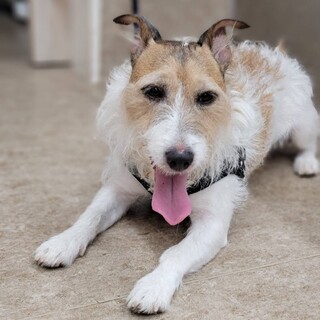 7歳の元気なジャックラッセルテリアの男の子