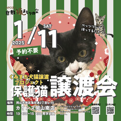 保護猫譲渡会（予約不要）