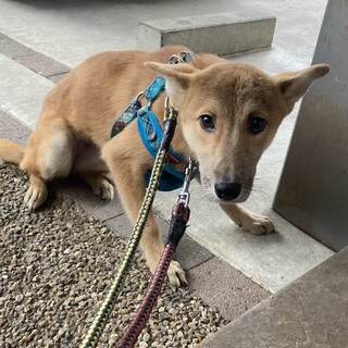 保健所からレスキュー！　控えめなピスタちゃん！