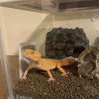 トレンパータンジェリン★綺麗な黄色の女の子