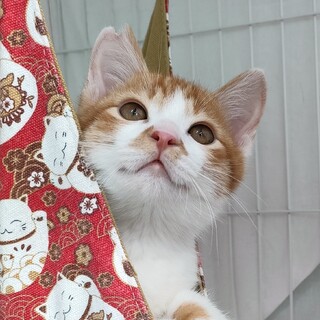 動物病院の保護猫・兄弟でおうち探し中です！