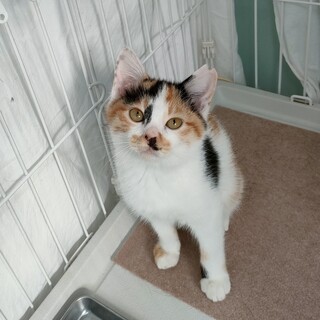動物病院の保護猫・兄弟でおうち探し中です！