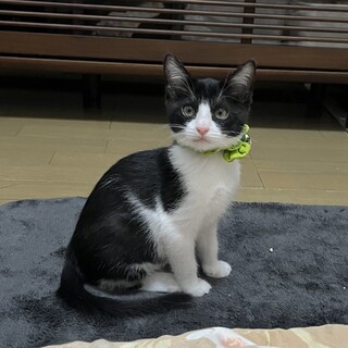 甘えん坊のハチワレくんです