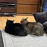 仲良く暮らしてます