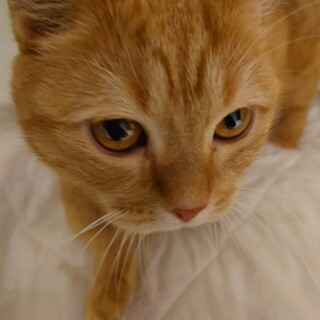 マンチカン♂短足