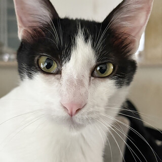 人間大好き♂白黒猫ミン約1歳