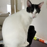 人間大好き♂白黒猫ミン約1歳 サムネイル2