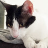 人間大好き♂白黒猫ミン約1歳 サムネイル3
