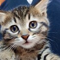 授乳から保護 甘え子で懐っこいキキ姫