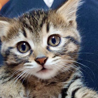 授乳から保護 甘え子で懐っこいキキ姫