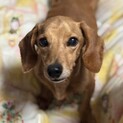 人が大好きで元気なトワくん