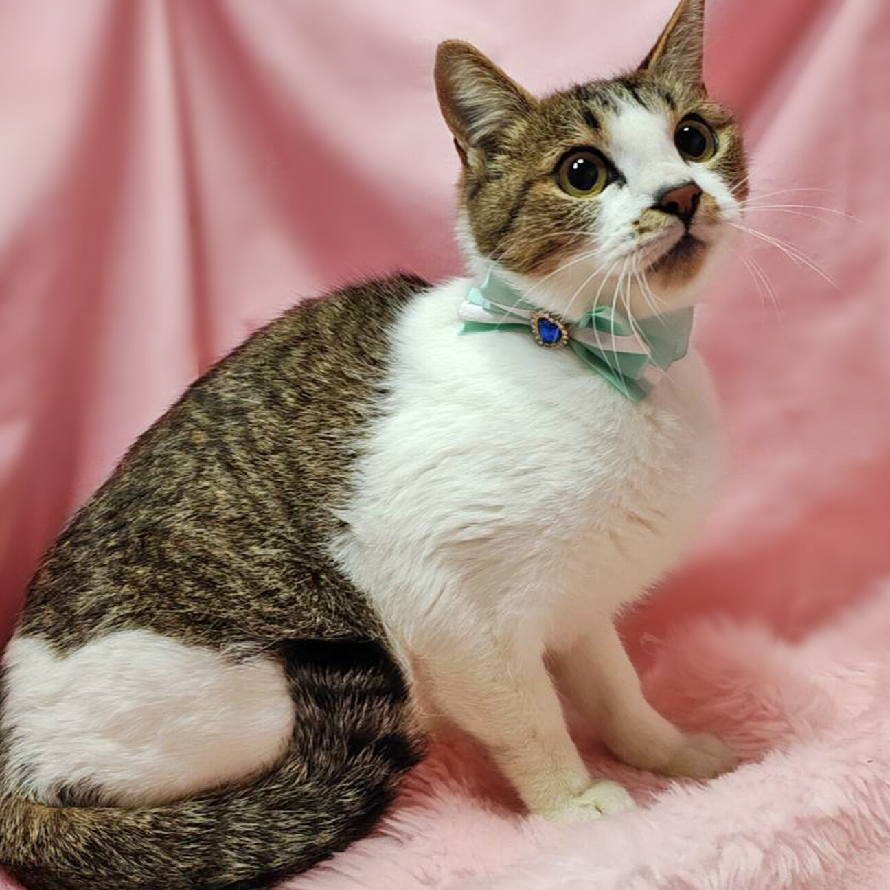 ママだって甘えたい♪甘え」東京都 - 猫の里親募集(507937