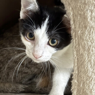 元気いっぱい♂しちさん君約５か月半