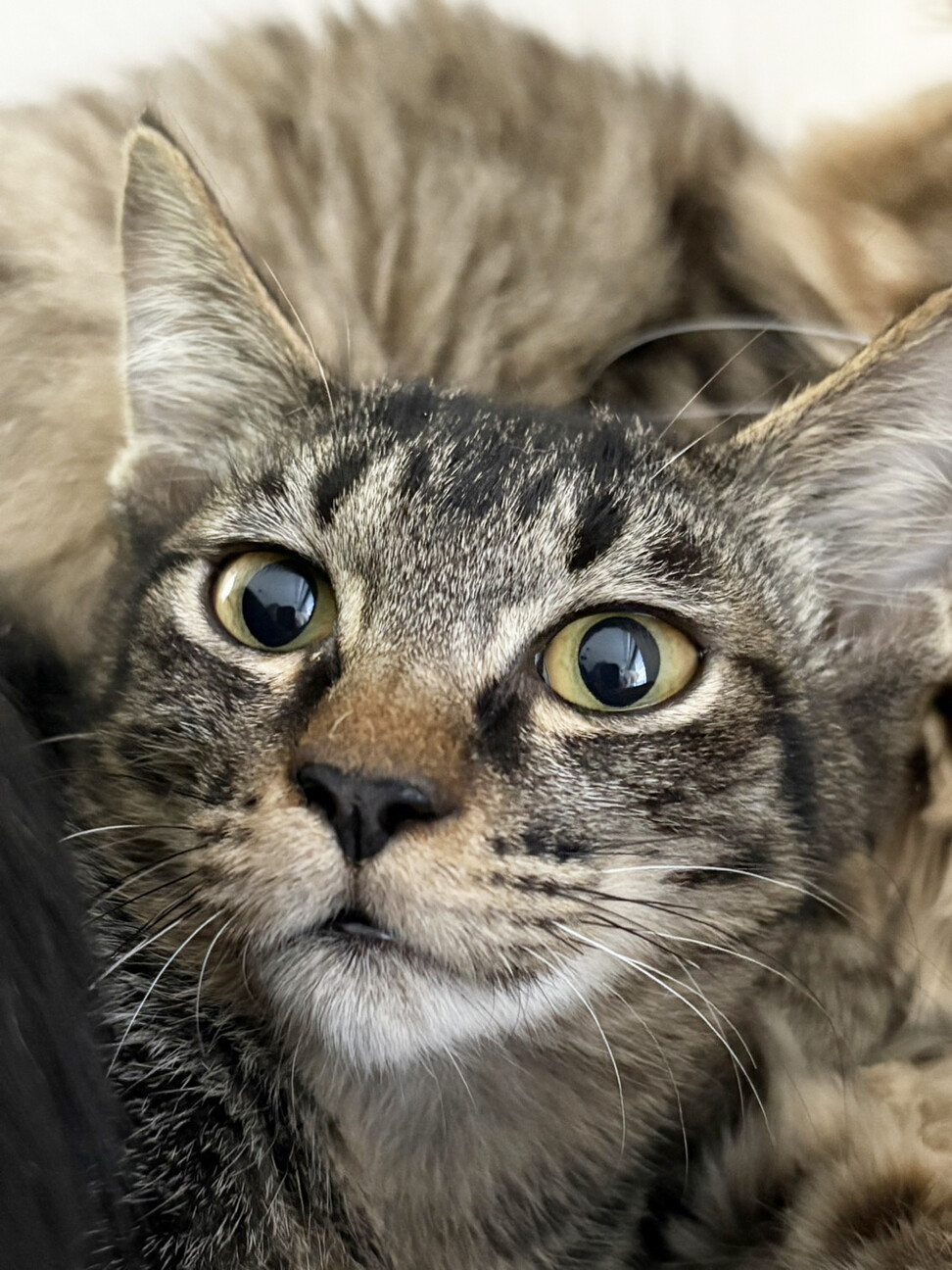 ちょっと小柄な♀きじくちゃん約５か月 サムネイル3