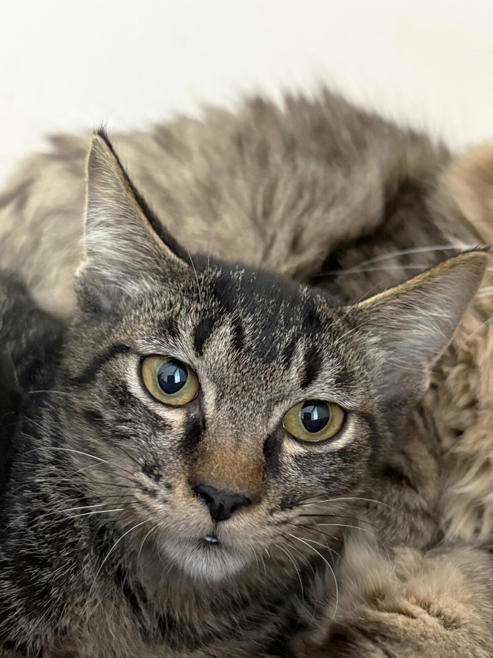 ちょっと小柄な♀きじくちゃん約５か月 サムネイル4