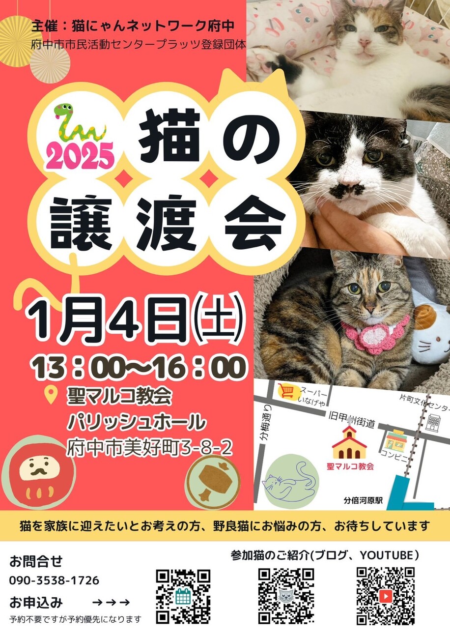 ちょっと小柄な♀きじくちゃん約５か月 サムネイル5