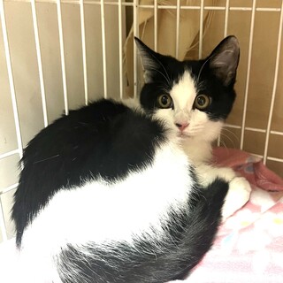 里親決定。幸運のはつもみじちゃん