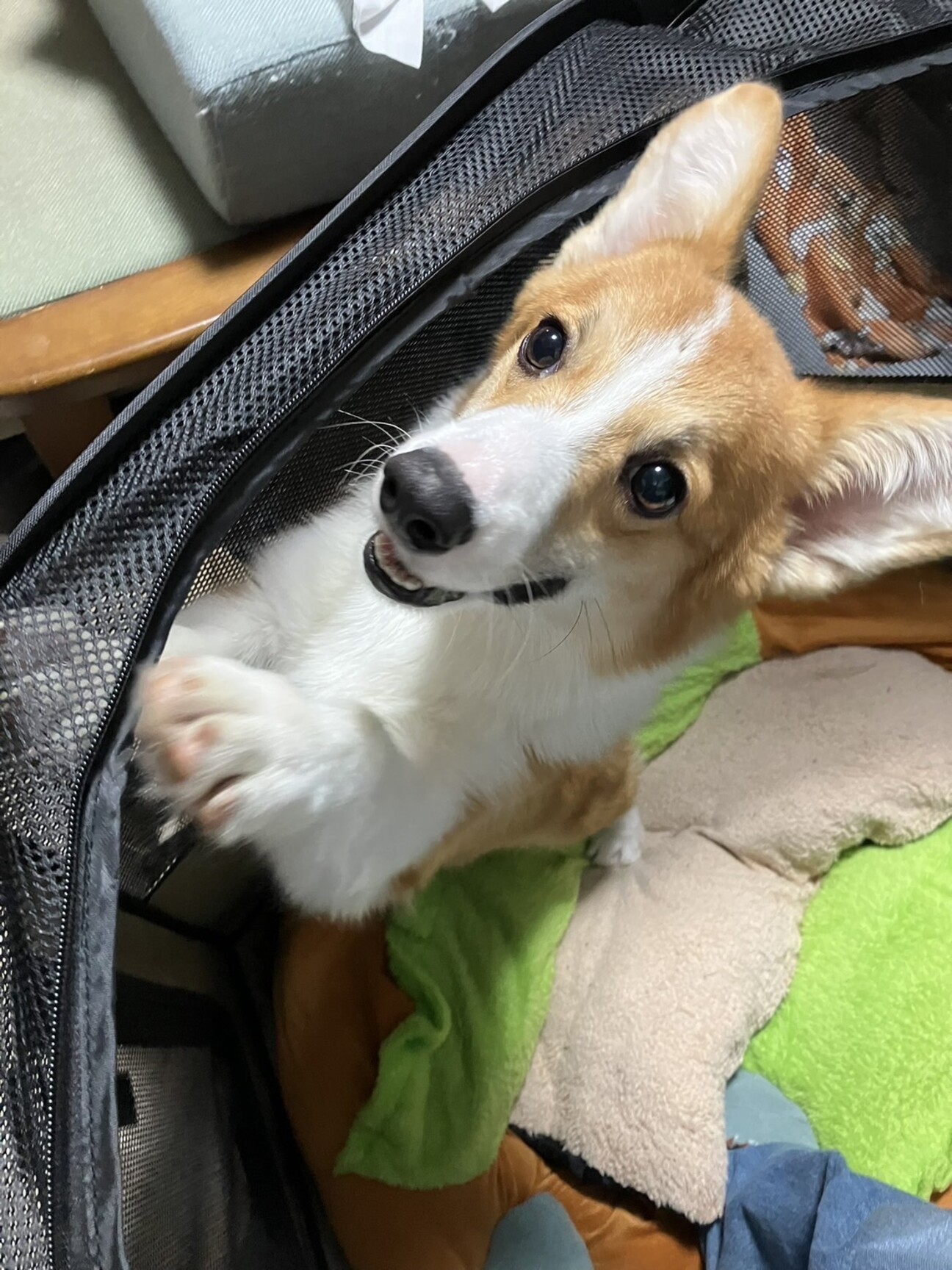 まだまだやんちゃな8ヶ月」埼玉県 - 犬の里親募集(507950