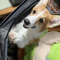 まだまだやんちゃな8ヶ月のコーギー
