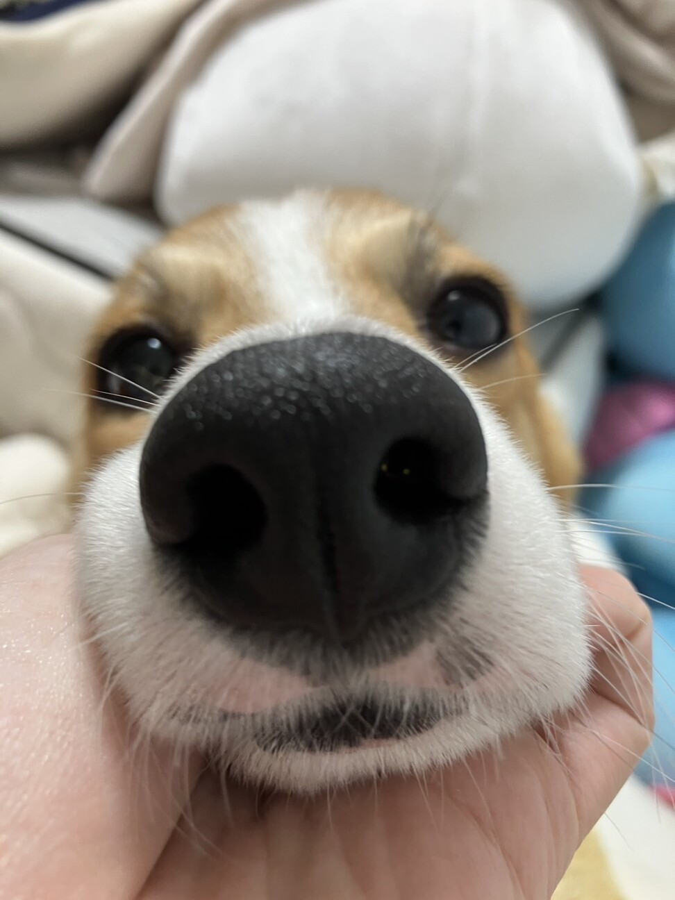 まだまだやんちゃな8ヶ月」埼玉県 - 犬の里親募集(507950) 2枚目の