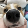 まだまだやんちゃな8ヶ月のコーギー サムネイル2