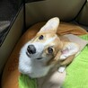 まだまだやんちゃな8ヶ月のコーギー サムネイル4