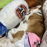 まだまだやんちゃな8ヶ月のコーギー サムネイル6