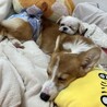 まだまだやんちゃな8ヶ月のコーギー サムネイル3