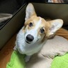 まだまだやんちゃな8ヶ月のコーギー サムネイル5
