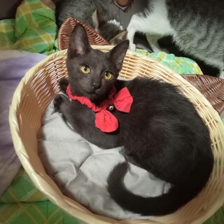 甘えん坊の黒君★初めて飼う方や小さなお子さんも◎